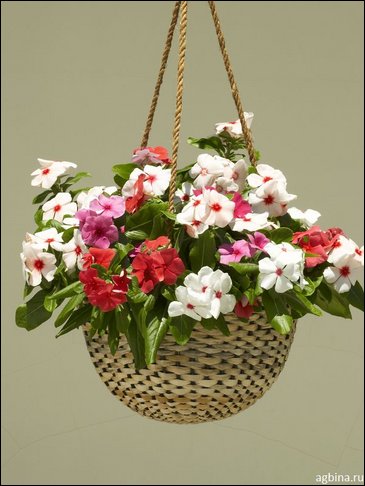 Катарантус розовый (Vinca rosea)