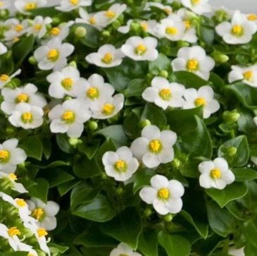 Экзакум (Exacum affine)