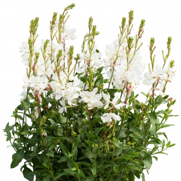 Гаура Линдхеймера (Gaura lindheimeri)