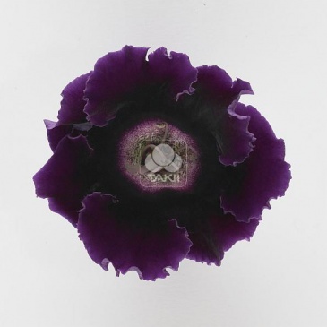 Глоксиния гибридная (Sinningia hybrida)