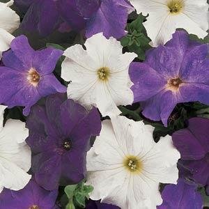 Петуния крупноцветковая (Petunia grandiflora)