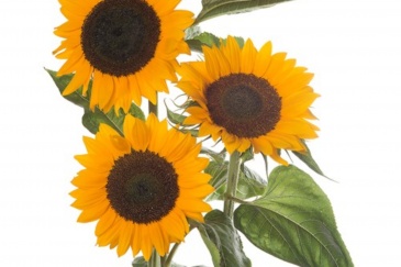 Подсолнечник летний (Helianthus annuus) Подсолнечник летний (Helianthus annuus)