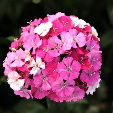 Гвоздика турецкая (Dianthus barbatus)