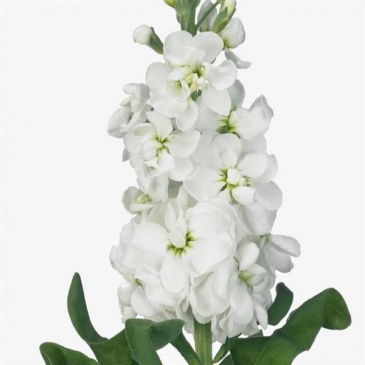 Левкой седой (Matthiola incana)