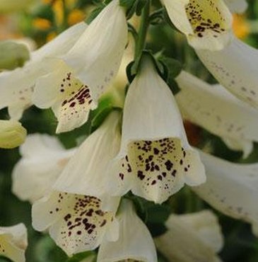 Наперстянка пурпурная (Digitalis purpurea)