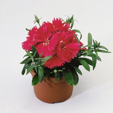 Гвоздика китайская (Dianthus chinensis)