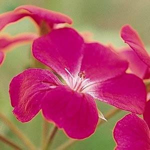 Пеларгония плющелистная (Pelargonium peltatum)