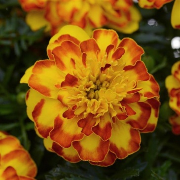 Бархатцы отклоненные (Tagetes patula)