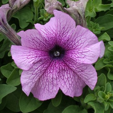 Петуния крупноцветковая (Petunia grandiflora)