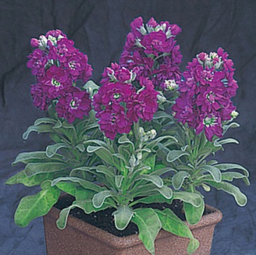 Левкой седой (Matthiola incana)