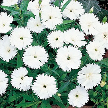 Гвоздика китайская (Dianthus chinensis)