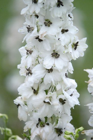 Дельфиниум гибридный (Delphinium hybrida)