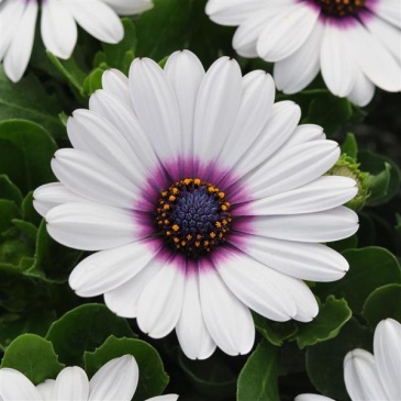 Остеоспермум Эклона (Osteospermum ecklonis)