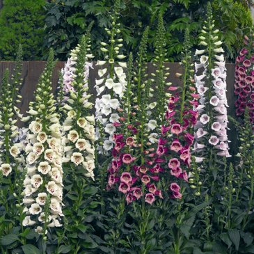 Наперстянка пурпурная (Digitalis purpurea)