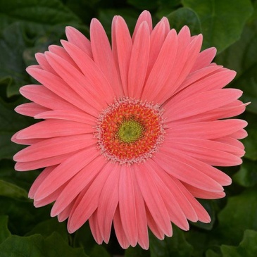 Гербера Джеймсона (Gerbera jemesonii)