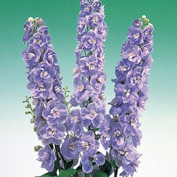 Дельфиниум высокий (Delphinium elatum)