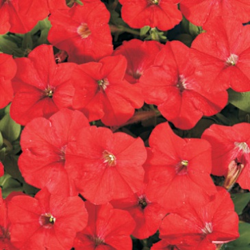 Петуния мелкоцветковая (Petunia milliflora)