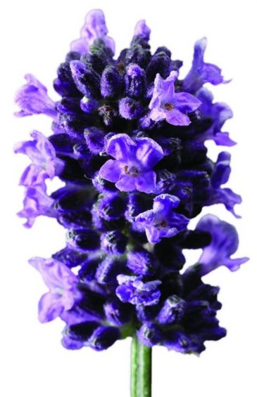 Лаванда узколистная (Lavandula angustifolia)