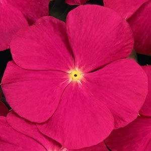 Катарантус розовый (Vinca rosea)