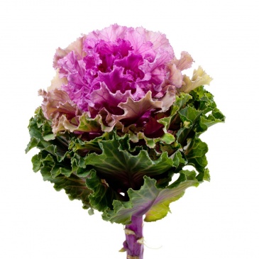 Декоративная капуста (Brassica oleracea)