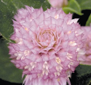 Гомфрена шаровидная (Gomphrena globosa)