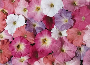 Петуния многоцветковая (Petunia multiflora)