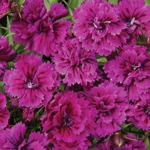 Гвоздика турецкая (Dianthus barbatus)