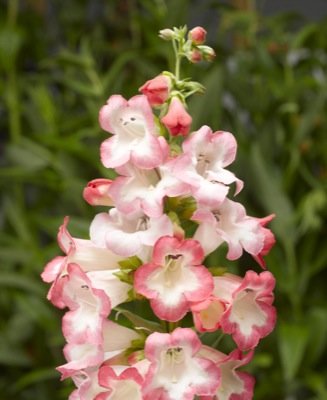 Пенстемон Хартвига (Penstemon hartwegii)