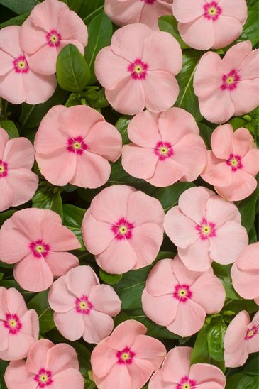 Катарантус розовый (Vinca rosea)