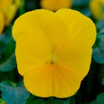 Виола рогатая (Viola cornuta)