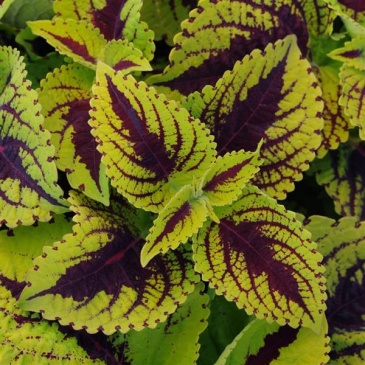 Колеус гибридный (Coleus х hybrida)