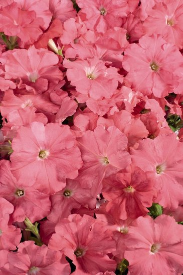 Петуния многоцветковая (Petunia multiflora)