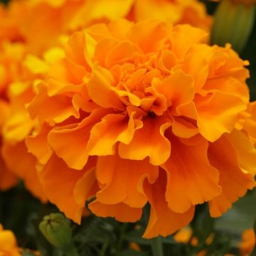 Бархатцы триплоидные (Tagetes patula x erecta)