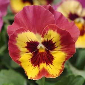 Виола виттрока (Viola wittrockiana)