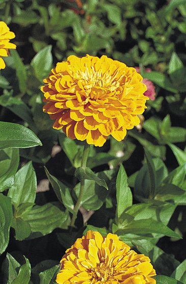 Цинния изящная (Zinnia elegans)