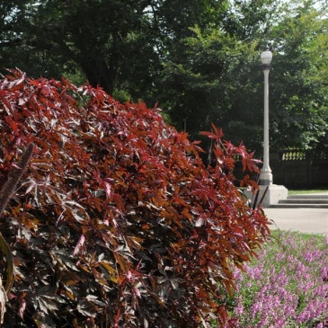 Гибискус кислый (Hibiscus acetosella)