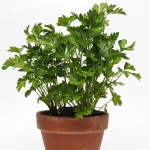 Петрушка кудрявая (Petroselinum crispum)