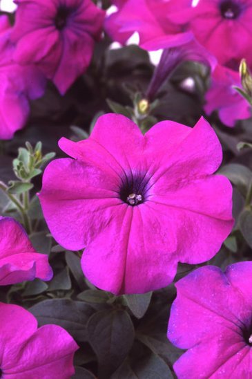 Петуния многоцветковая (Petunia multiflora)