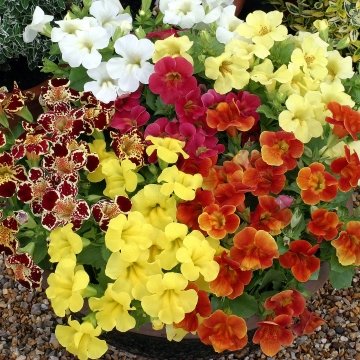 Губастик гибридный (Mimulus x hybrida)