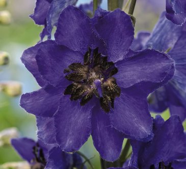 Дельфиниум высокий (Delphinium elatum)