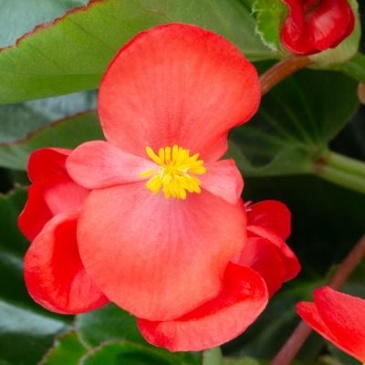 Бегония гибридная (зеленая листва) (Begonia hybrida)