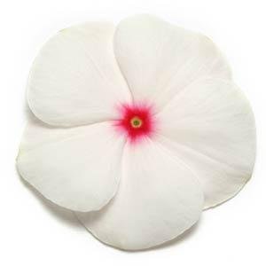 Катарантус розовый (Vinca rosea)