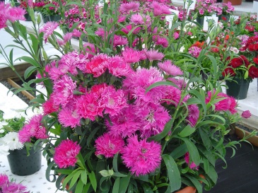 Гвоздика гибридная махровая (Dianthus interspecific)