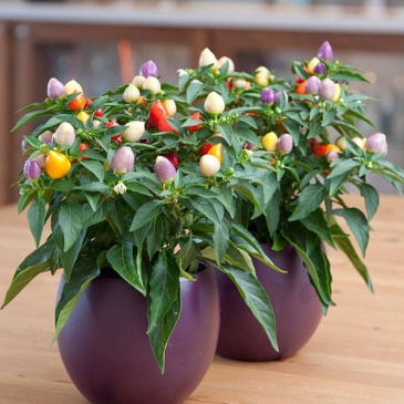 Перец летний (Capsicum annuum)