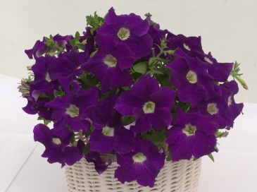 Петуния ампельная гибридная (Petunia x hybrida)