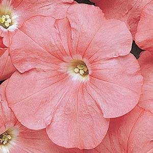 Петуния многоцветковая (Petunia multiflora)