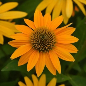 Эхинацея гибридная (Echinacea purpurea)