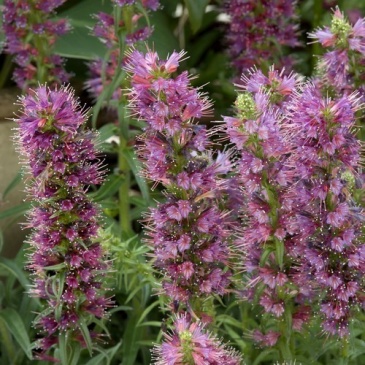 Синяк приятный (Echium amoenum)