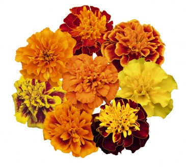 Бархатцы отклоненные (Tagetes patula) Бархатцы отклоненные (Tagetes patula)