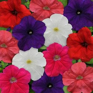 Петуния многоцветковая (генетически компактная) (Petunia multiflora)